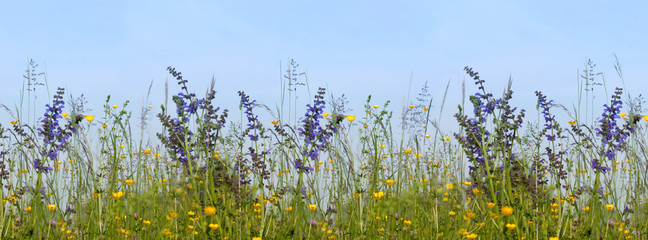 Blumenwiese mit Wiesensalbei vor blauem Himmel