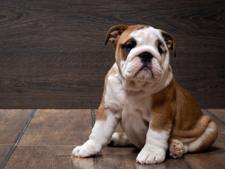 Purebred English bulldog puppy. Puppy 3 months. Dog sitting on the wooden floor. Portrait of an...