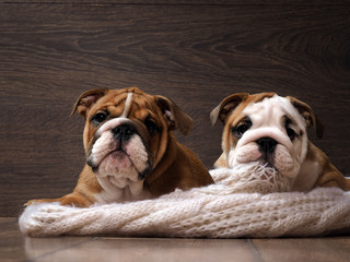 Two English bulldog puppy. Portrait. Muzzle dog close. Puppies are 3 months. White knitted blanket. Background wood 