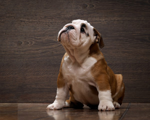 Purebred English bulldog puppy. Puppy 3 months. Dog sitting on the wooden floor. Portrait of an...