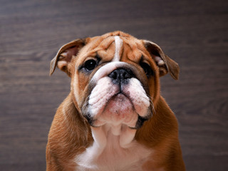 English bulldog puppy. Portrait. Muzzle close. Puppy 3 months. Background wood 