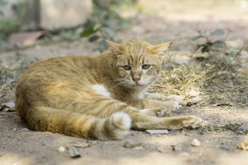 Golden cat lying on the ground and staring at something .