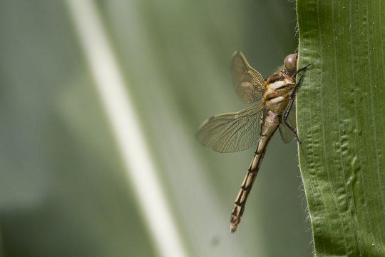 Dragonfly on a green leaf, Italy