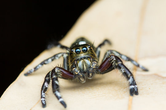Hyllus Diardi - Male - Heavy Jumper
