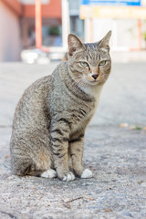 A cat on the street