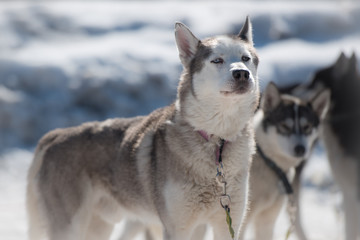 Portrait of siberian husky sled dog at snowy winter