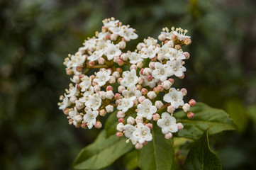 wallpaper Small pink Flowers Central position