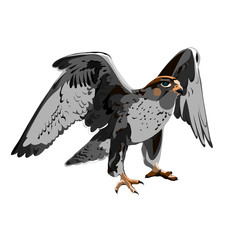  falcon vector