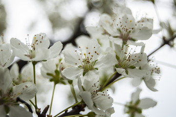 Wallpaper White flowers