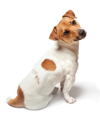 Dogs puppy isolated on white background. Jack Russell Terrier