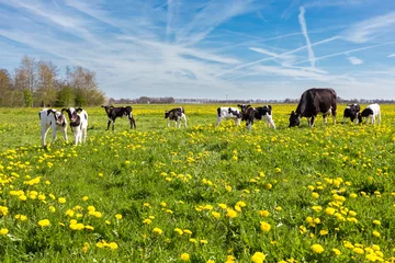 Photo sur Plexiglas Vache Vache mère avec veaux nouveau-nés dans le pré avec des pissenlits jaunes