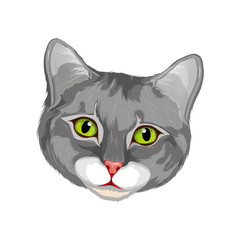 gray cat