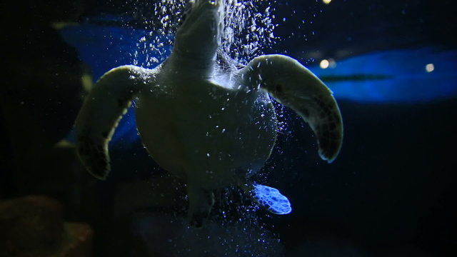 Green turtle (Chelonia mydas) floats among air bubbles from the oxygen generator. The tortoise live in special tank with lighting
