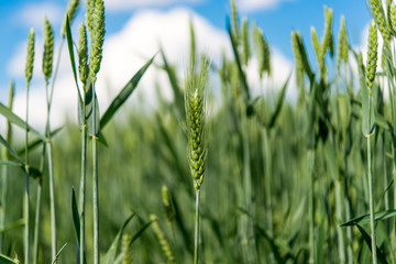 Green wheat