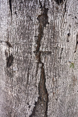 wood texture