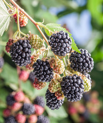 Blackberries on the shrub in the garden.