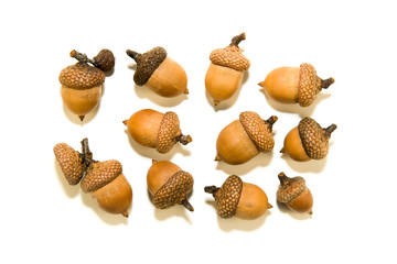 Many  brown acorns  with hats on over white