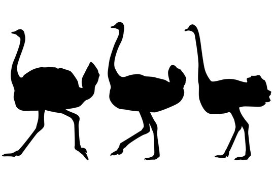 African Ostrich icon set.