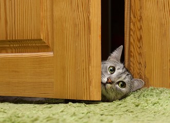 Curious cat looking between doors, funny curious grey cat, looking right