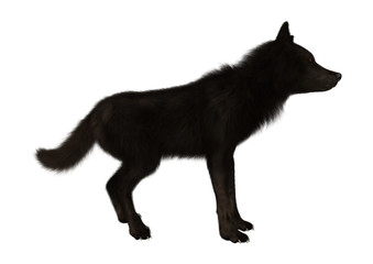 Black Wolf on White