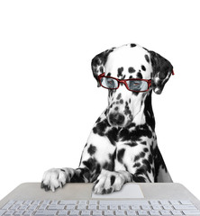 Dog working on the computer