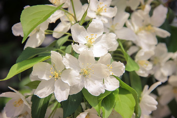 Fototapeta premium Blooming Apple tree