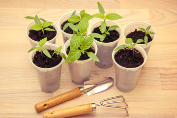 Seedlings