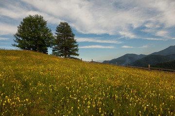 Obraz premium Carpathians mountain meadow