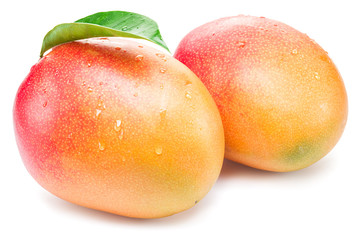 Mango fruits with water drops. Isolated on a white background.