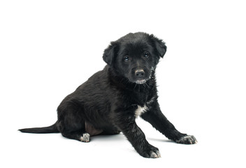 Obraz premium Puppy isolated