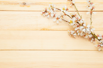 Blossoming branch on a wooden background