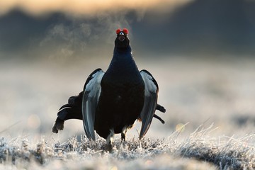 Black Grouse (Tetrao tetrix) calling. Black grouse shouting. Black grouse at sunrise. Black Grouse at lek. Black Grouse in the bog. Forest. Spring.