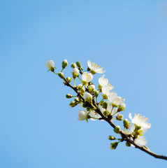 Blooming tree in spring