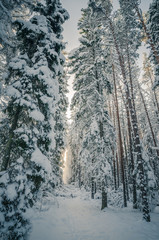 Winter snow covered trees. Winter wonderland