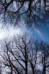 Rami spogli di alberi con sfondo un cielo azzurro e nuvole bianche