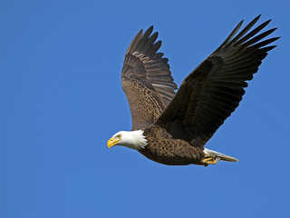 Bald Eagle in Flight with Fish Tucked in Talons