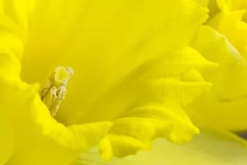 Photo sur Plexiglas Narcisse Closeup of daffodil flower