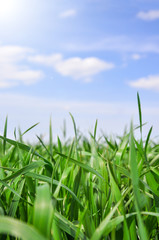 Fototapeta premium Green grass field and blu sky with sunlight
