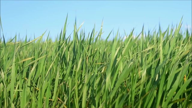 Wire grass moving in the breeze