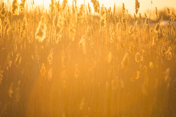 reeds, cane, sunset