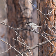 chickadee on a branch