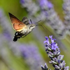 Macroglossum stellatarum