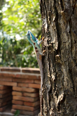 Blue chameleon on tree, Thailand