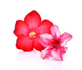 Floral background. Close up of Tropical flower Pink Adenium. Des