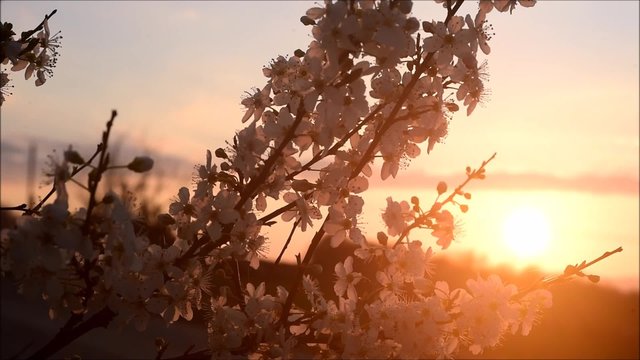 Blooming almond tree moving with the wind at sunset