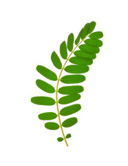 Green leaf isolated on white