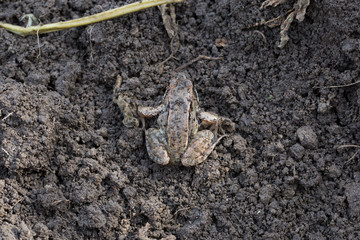 Little frog sitting on the ground