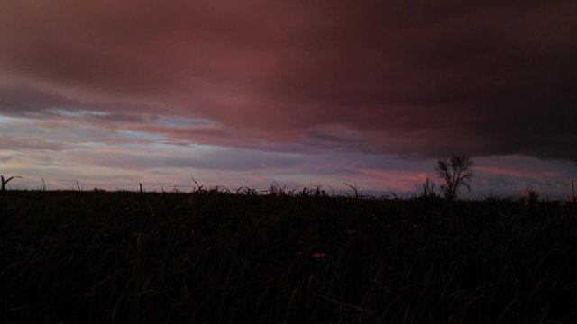 Landscape of field of yellow daisies and cloudy sky at sunset Sunset timelapse