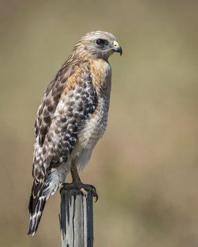 Red-shouldered Hawk (Buteo striatus) Perched on a Wooden Fence Post - Florida