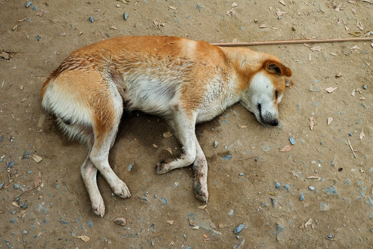 Brown dog Homeless Sleeping on the ground